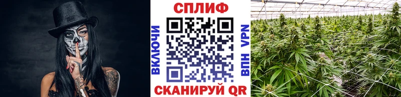 Купить закладки  Грозный  Конопля индика 